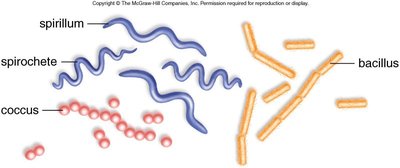 Shapes of prokaryotic cells