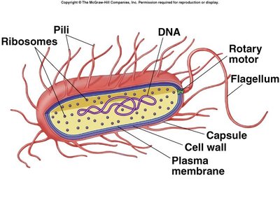 Structure of a prokaryotic cell