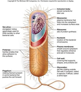 Detailed prokaryotic cell structure