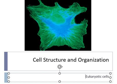 Endosymbiotic theory: origin of mitochondria and chloroplasts