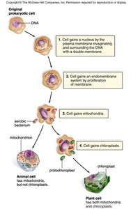 Structure of an animal cell