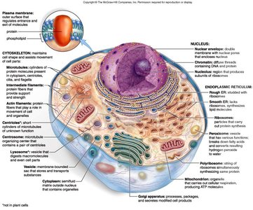 Structure of an animal cell with labeled organelles