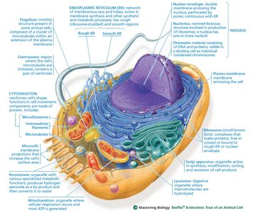 Structure of a plant cell with labeled organelles