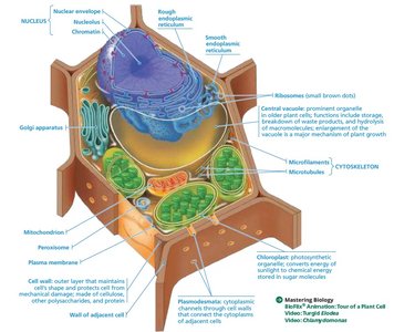 Structure of the plasma membrane