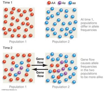 Diagram showing gene flow between populations