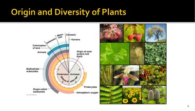 Origin and diversity of plants: evolutionary timeline and plant images