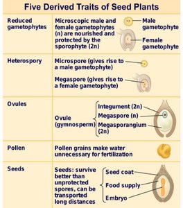 Table: Five derived traits of seed plants