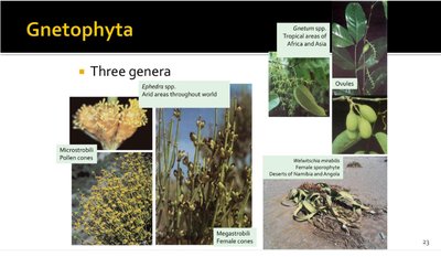 Gnetophyta: Three genera and their reproductive structures
