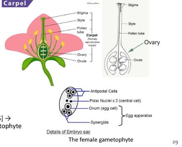 Structure of carpel and female gametophyte in angiosperms