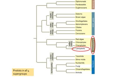 Phylogenetic tree showing land plants within Archaeplastida