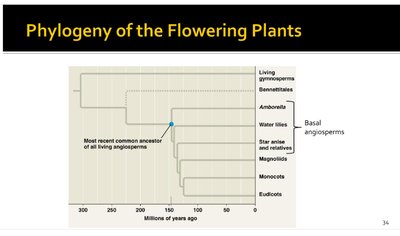 Phylogeny of the flowering plants