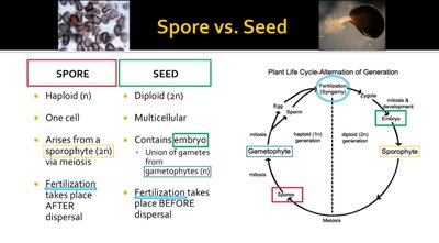 Comparison of spore and seed, and alternation of generations diagram