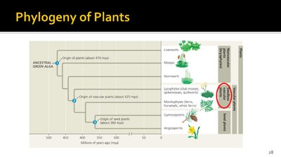 Phylogeny of plants showing major evolutionary events