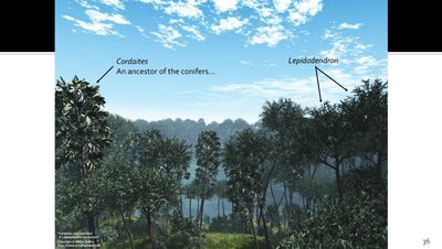 Cordaites and Lepidodendron, ancient seed plants and lycophytes