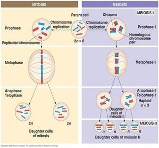 Mitosis vs meiosis diagram