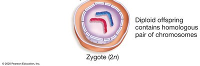Fertilization and zygote formation