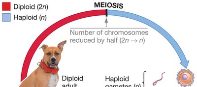 Animal life cycle showing meiosis and fertilization