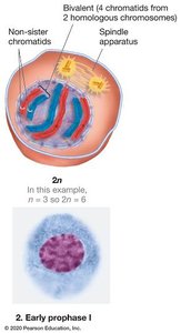 Early prophase I