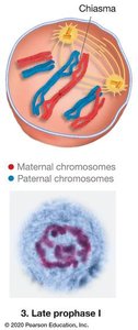 Late prophase I with chiasma