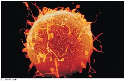 Sperm fertilizing an egg