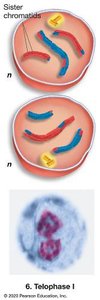 Telophase I