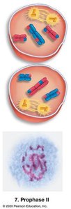 Prophase II