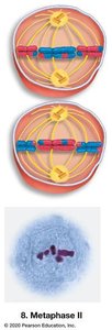 Metaphase II