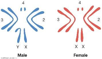 Sex chromosomes in male and female