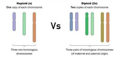 Haploid vs diploid chromosomes