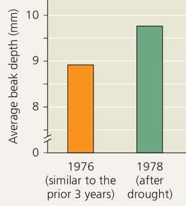 Bar graph showing increase in average beak depth of finches after drought