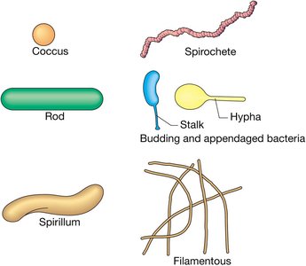 Cell morphology of prokaryotic cells
