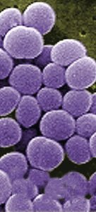 Spherical cocci bacteria