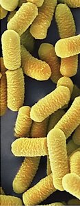 Rod-shaped bacilli bacteria