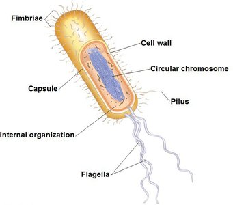 Typical structures of a prokaryotic cell