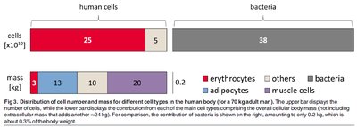 Comparison of human and bacterial cell numbers and mass