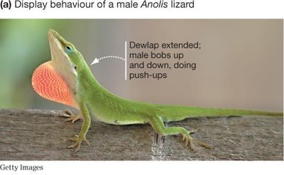 Male Anolis lizard displaying dewlap extension