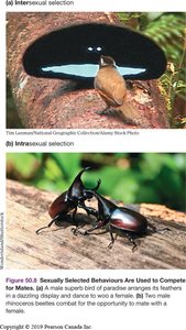 Examples of intersexual and intrasexual selection