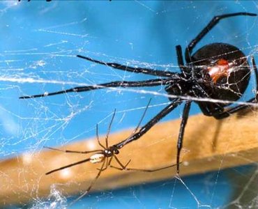 Australian redback spider: large female and small male on web