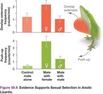 Evidence for sexual selection in Anolis lizards: dewlap extension and push-up frequency