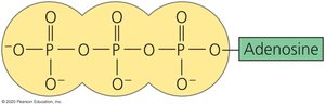 Structure of ATP