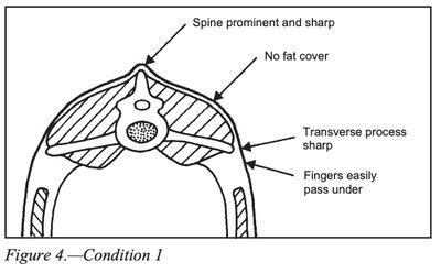 Body Condition Score 1 diagram