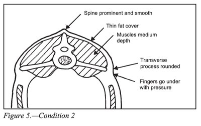 Body Condition Score 2 diagram