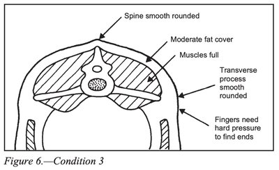 Body Condition Score 3 diagram