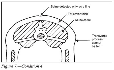 Body Condition Score 4 diagram