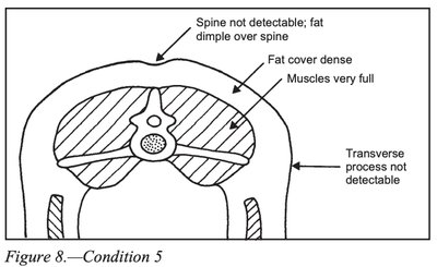 Body Condition Score 5 diagram