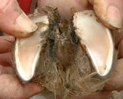 Hoof with footrot and lameness