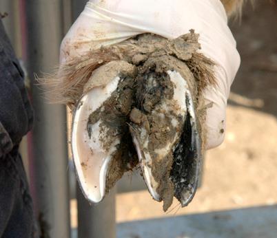 Hoof with necrotic tissue from footrot