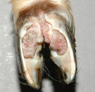 Inflammation between toes from foot scald