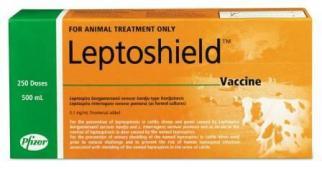 Leptospirosis vaccine