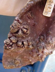Soremouth lesions on sheep